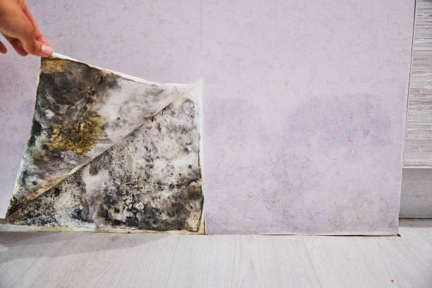 Professional Mold Removal in Sherwood, OR
